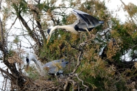 15533 Ardea cinerea (Airone cenerino)